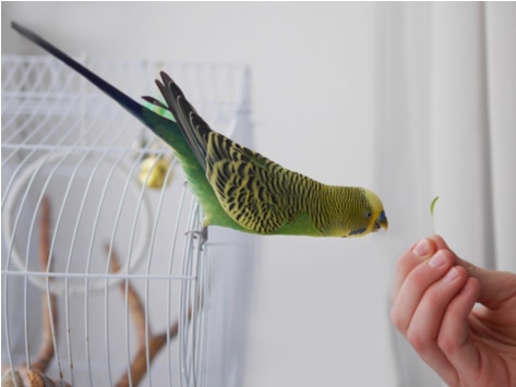 The Four Most Important Things Your Bird Needs to Know